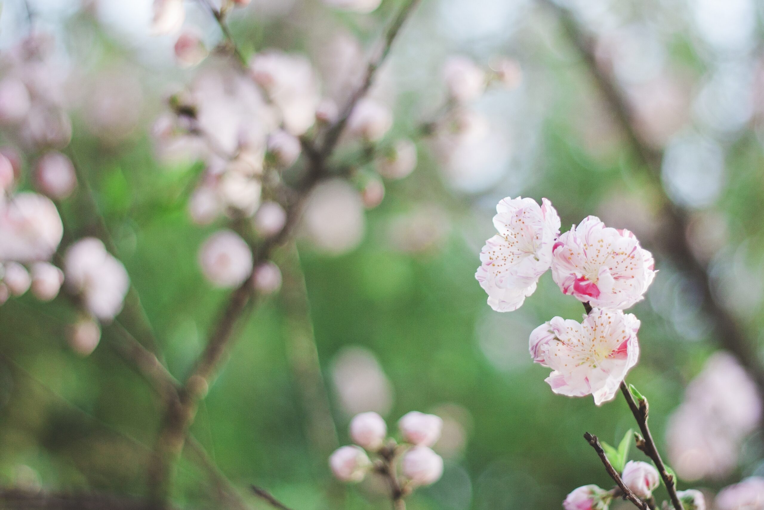 #40 Japan’s 72 micro-seasons vol.1